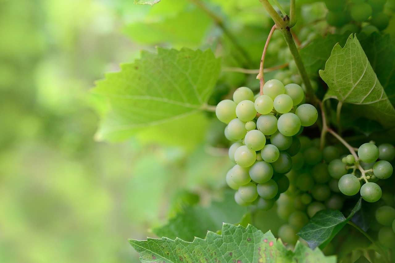 Fruit  Grapes  Vine